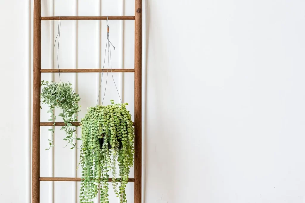 hanging plant